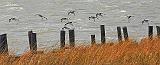 Willets In Flight_31171